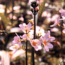 Load image into Gallery viewer, Bach flower water violet
