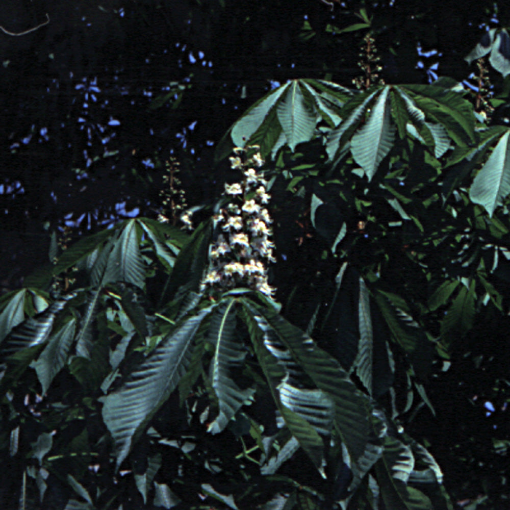 Bach flower white chestnut