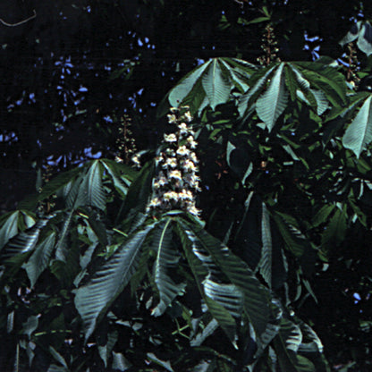 Bach flower white chestnut