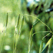 Load image into Gallery viewer, Bach flower wild oat
