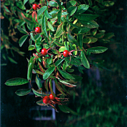 Bach flower wild rose